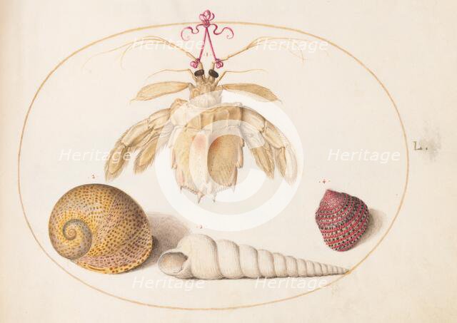 Animalia Aqvatilia et Cochiliata (Aqva): Plate L, c. 1575/1580. Creator: Joris Hoefnagel.