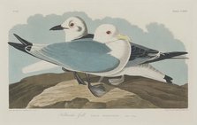 Kittiwake Gull, 1834. Creator: Robert Havell.
