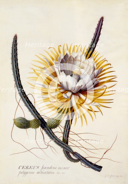 Cereus (Queen of the Night), c. 1744 (hand coloured engraving). Creator: "Georg Dionysius Ehret (1710 - 70); Ehret, Georg Dionysius (1710-1770)".