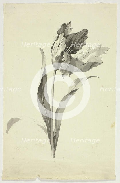 Tulip, n.d. Creator: Pierre Antoine Mongin.