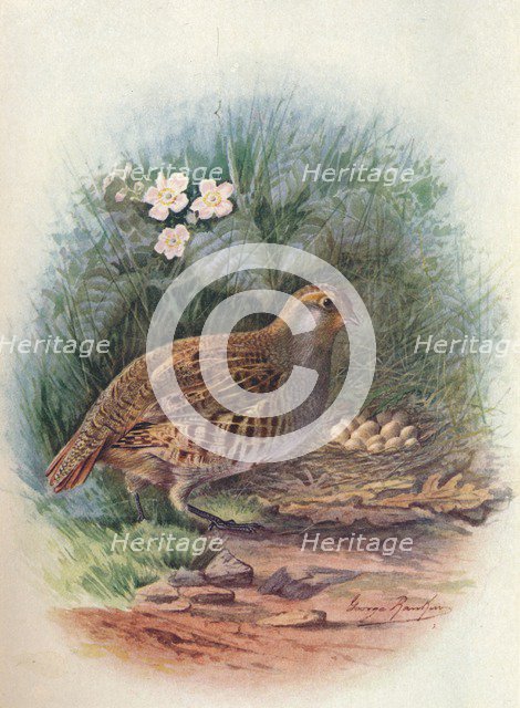 'Partridge - Per'dix cine'rea', c1910, (1910). Artist: George James Rankin.