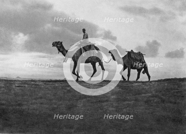 Camels in the desert outside Cairo, Egypt, c1920s. Artist: Unknown