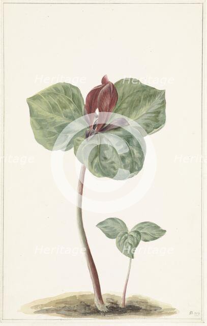 Trillium, 1817. Creator: Anon.