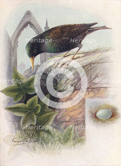 'Starling - Stur'nus vulga'ris', c1910, (1910). Artist: George James Rankin.