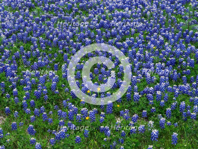 Blue Bonnets. Creator: Tom Artin.
