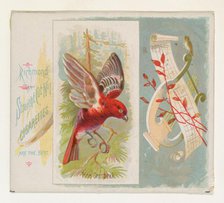 Pine Grosbeak, from the Song Birds of the World series (N42) for Allen & Ginter Cigarettes..., 1890. Creator: Allen & Ginter.