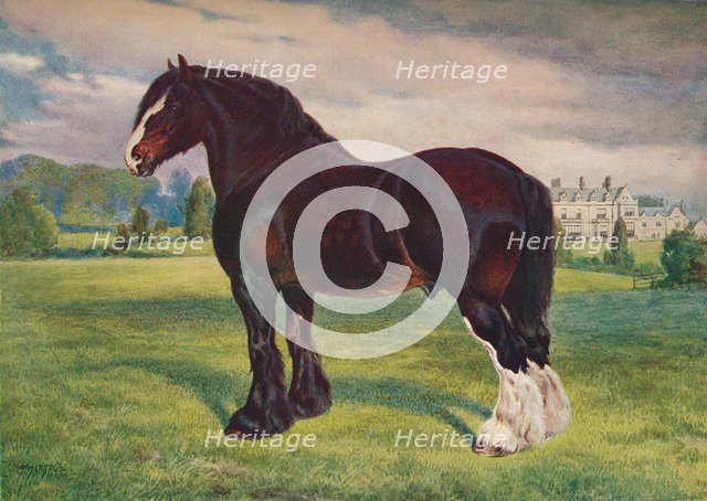Shire Horse stallion Harold, c1905 (c1910). Artist: Frank Babbage.