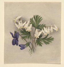 Dutchman's Breeches (Bikukulla cucullaria), 1877. Creator: Mary Vaux Walcott.