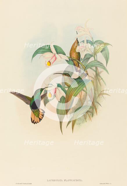 Lafresnaya flavicaudata (Buff-tailed Velvet-breast). Creators: John Gould, Henry Constantine Richter.