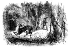 Sporting Scenes in Canada - Deerstalking: the Death Jump, 1858. Creator: Unknown.
