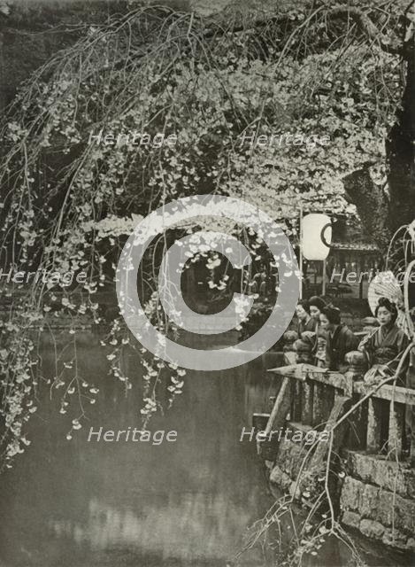 'Cherry-Blossom Time in Japan', 1910. Creator: Herbert Ponting.