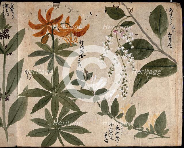 Four flowering plants, one an orange lily (Lilium species), 1870. Creator: Unknown.