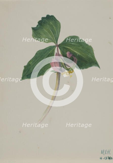 Untitled, ca. 1920. Creator: Mary Vaux Walcott.