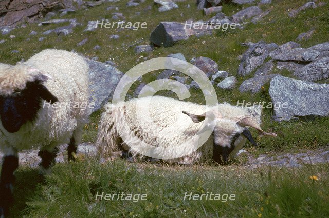 Mountain sheep in Switzerland. Artist: Unknown