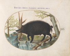 Animalia Qvadrvpedia et Reptilia (Terra): Plate XVI, c. 1575/1580. Creator: Joris Hoefnagel.