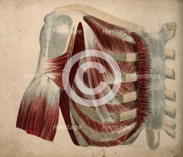 Dissection showing the muscles and bones of the chest and shoulder, 1852-1854. Creator: J.C. Whishaw.
