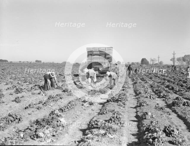 Lettuce cutting in the Imperial Valley, California, 1937. Creator: Dorothea Lange.