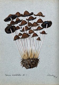 A fungus (Panaeolus subbalteatus ?): group of fruiting bodies, 1896. Creator: Unknown.
