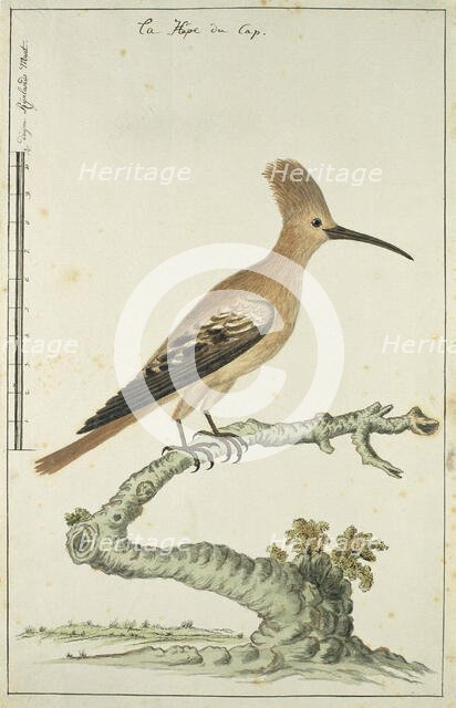 Upupa africana (Hoopoe), 1777-1786. Creator: Robert Jacob Gordon.
