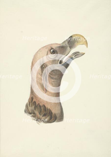 Head of an ear vulture (Otogyps auricularis daud), 1763-1824. Creator: Circle of François Le Vaillant.