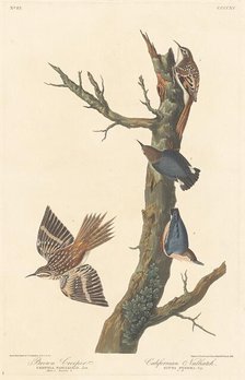 Brown Creeper and Californian Nuthatch, 1838. Creator: Robert Havell.