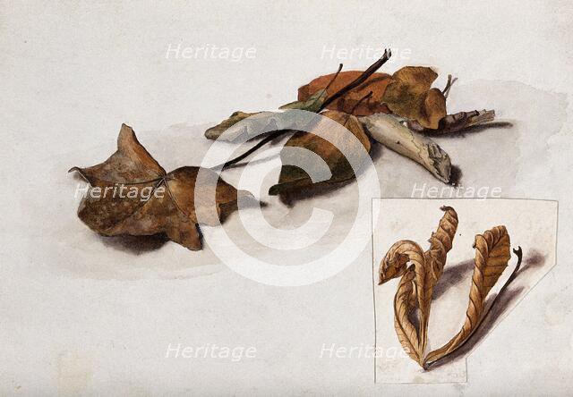 A group of dead leaves, c19th century. Creator: Unknown.