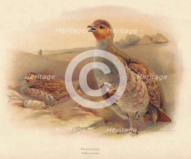 'Partridge (Perdix cinerea)', 1900, (1900). Artist: Charles Whymper.