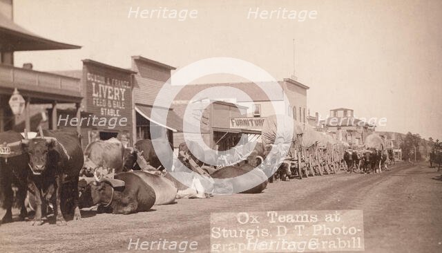 Ox teams at Sturgis, DT [ie Dakota Territory], between 1887 and 1892. Creator: John C. H. Grabill.