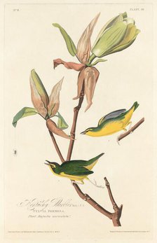 Kentucky Warbler, 1828. Creator: Robert Havell.