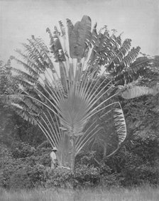 'The Traveller's Palm', 19th century. Artist: Unknown.