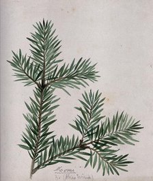 A branch of Japanese fir (Abies firma), c1900. Creator: S Kawano.