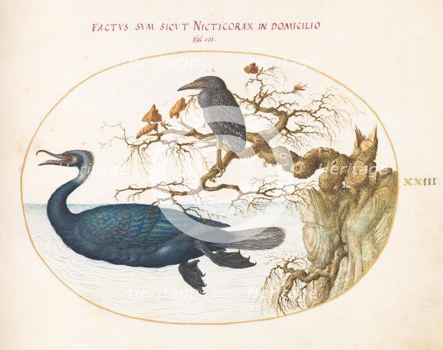 Animalia Volatilia et Amphibia (Aier): Plate XXIII, c. 1575/1580. Creator: Joris Hoefnagel.