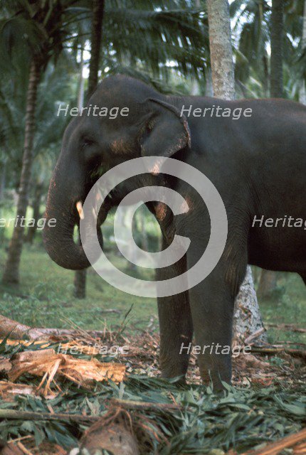 Elephant eating in Sri Lanka. Artist: CM Dixon Artist: Unknown