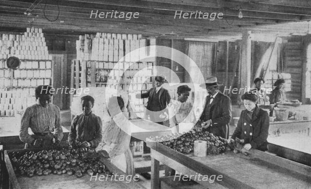 Selecting fruit for canning, 1904. Creator: Frances Benjamin Johnston.