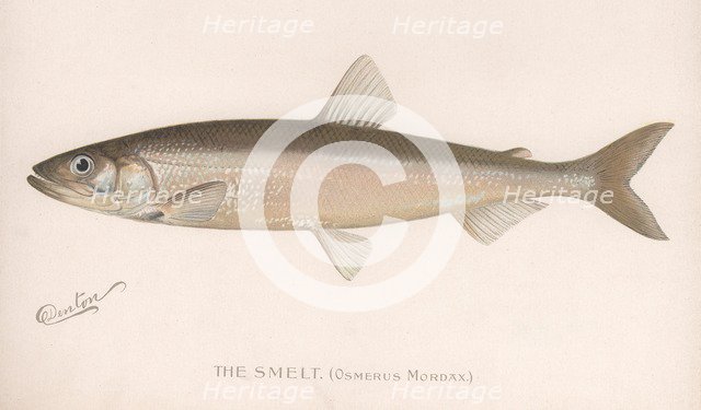 The Smeet (Osmerus Mordax.), c.1920s. Artist: Unknown