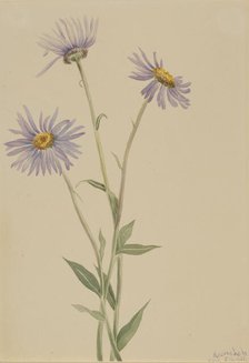 Showy Fleabane (Erigeron salsuginosus), 1902. Creator: Mary Vaux Walcott.