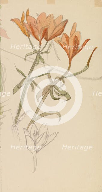 Orange Lilies, c1890s. Creator: Albert Edelfelt.
