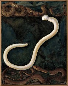 Parasites: a parasitical worm, shown much enlarged, with its hosts, c1930. Creator: J Svoboda.