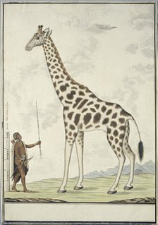 Giraffa camelopardalis (Giraffe); with left a Khoikhoi as Scale Model, 1779. Creator: Robert Jacob Gordon.