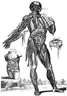 Plate showing muscles and contents of the abdomem, 1648. Artist: Pietro Berrettino