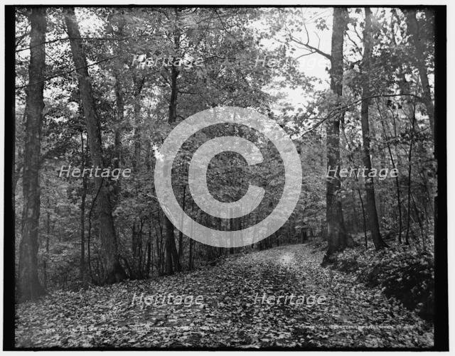 On the eleven mile drive near Ishpeming, Mich., October leaves, c1898. Creator: Unknown.