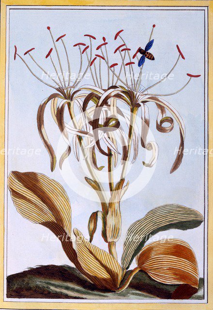 Sea Daffodil,  pub. 1776. Creator: Pierre Joseph Buchoz (1731-1807).