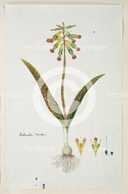 Lachenalia aloides (L.f.) Engl. var. aloides (Opal flowers), 1777-1786. Creator: Robert Jacob Gordon.