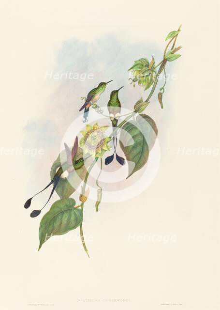 Spathura underwoodi (White-footed Racket-Tail). Creators: John Gould, Henry Constantine Richter.