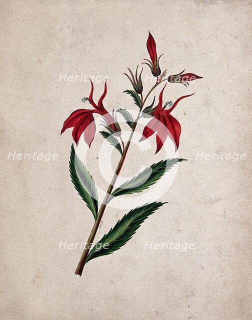 An unidentified flowering plant, c1890s. Creator: Etanmann.