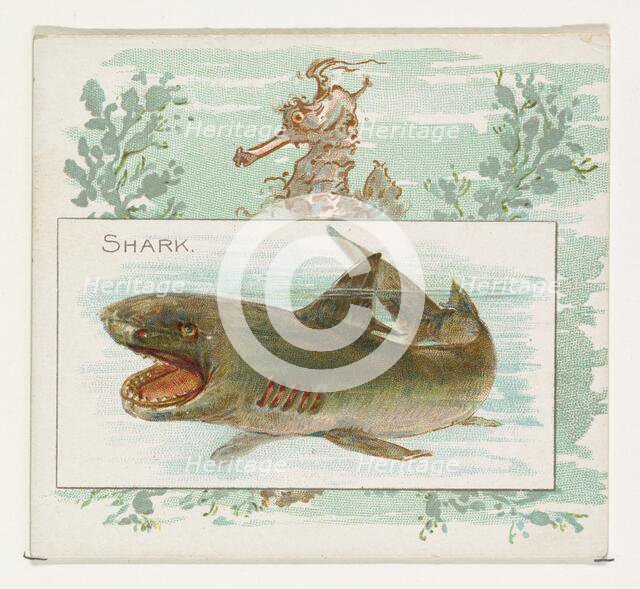 Shark, from Fish from American Waters series (N39) for Allen & Ginter Cigarettes, 1889. Creator: Allen & Ginter.