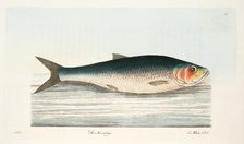 The Herring, from A Treatise on Fish and Fish-ponds, pub. 1832 (hand coloured engraving)