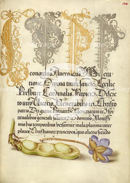 Broad Bean and Liverleaf; Mira calligraphiae monumenta, 1561-1562; illumination added 1591-1596. Creator: Joris Hoefnagel.