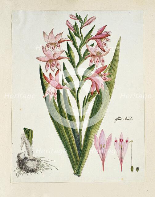 Gladiolus carneus D. Delarochev (Painted lady), 1777-1786. Creator: Robert Jacob Gordon.