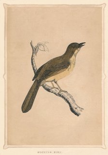 'Mocking Bird', (Mimus polyglottos), c1850, (1856). Artist: Unknown.